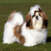 Adorable Shih Tzu puppies for sale in the USA, perfect furry companions at affordable prices.