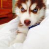 Siberian Husky puppies for sale, friendly and playful companions for families.