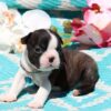 Affectionate and easy-to-train Boston Terriers, low-maintenance and great for first-time dog owners.