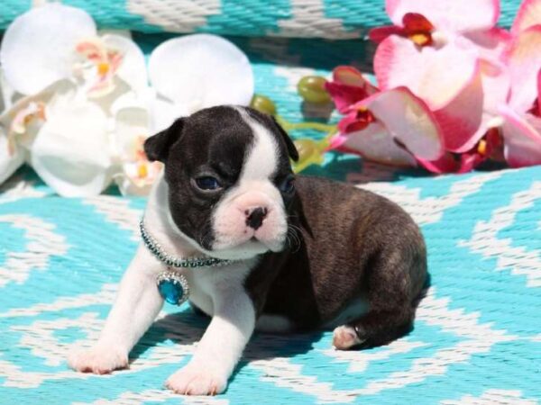 Affectionate and easy-to-train Boston Terriers, low-maintenance and great for first-time dog owners.