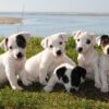 Online adoption of puppies