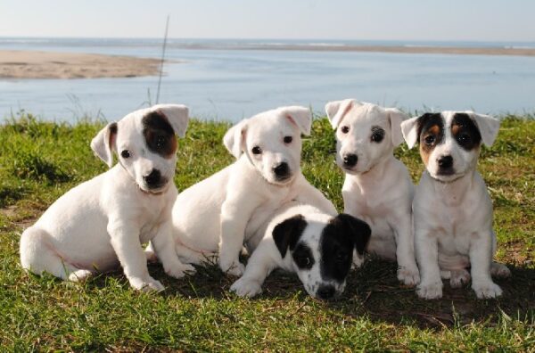 Online adoption of puppies