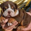 English Bulldog puppies for sale online, loyal and gentle companions.