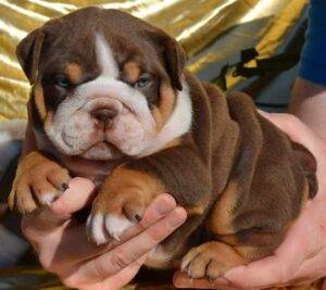 English Bulldog puppies for sale online, loyal and gentle companions.