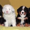 Loyal and affectionate Bernese Mountain Dogs, perfect family companions with a gentle nature.