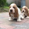 Gentle, loyal, and affectionate Basset Hounds, great with children and ideal for first-time dog owners.