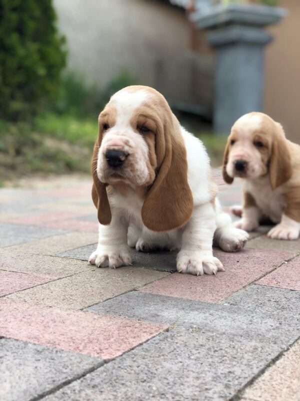 Gentle, loyal, and affectionate Basset Hounds, great with children and ideal for first-time dog owners.