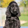 Lively and playful Cocker Spaniel puppy, ideal family pet and great with children and other animals.