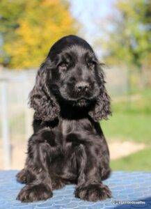 Lively and playful Cocker Spaniel puppy, ideal family pet and great with children and other animals.