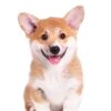 Welsh Corgis, loyal and loving pets, easy to train, low-maintenance, and great watchdogs.