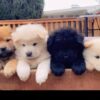 Chow Chow puppies for sale online, loyal companions, fluffy, and easy to train.