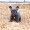 French Bulldog puppies for sale online, friendly, adaptable, and low-maintenance.