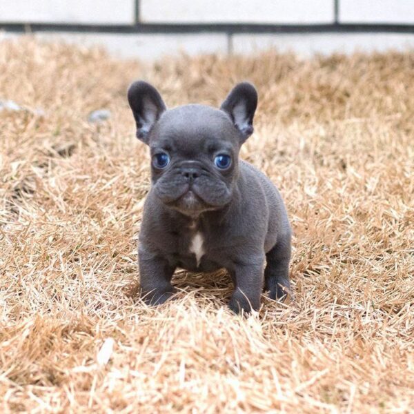 French Bulldog puppies for sale online, friendly, adaptable, and low-maintenance.