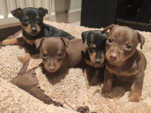 Loyal, intelligent Miniature Pinscher puppies for sale, energetic and low-maintenance.