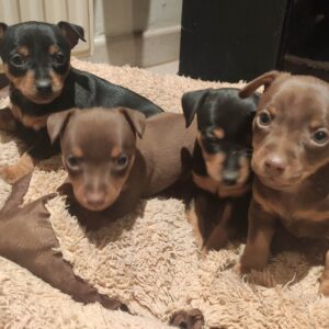 Loyal, intelligent Miniature Pinscher puppies for sale, energetic and low-maintenance.