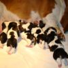 Gentle, loyal, and affectionate Basset Hounds, great with children and ideal for first-time dog owners.