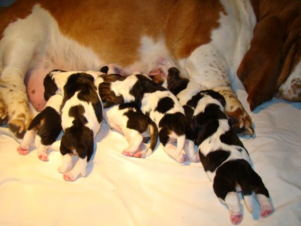 Gentle, loyal, and affectionate Basset Hounds, great with children and ideal for first-time dog owners.