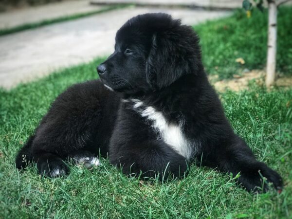 Gentle, family-friendly Newfoundland puppies for sale, great with kids and pets.