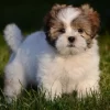 Playful Lhasa Apso puppies for sale, loyal, affectionate, and great with kids.