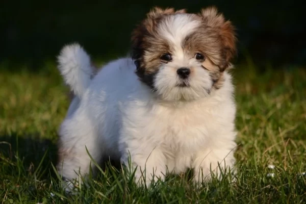 Playful Lhasa Apso puppies for sale, loyal, affectionate, and great with kids.