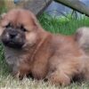 Chow Chow puppies for sale online, loyal companions, fluffy, and easy to train.