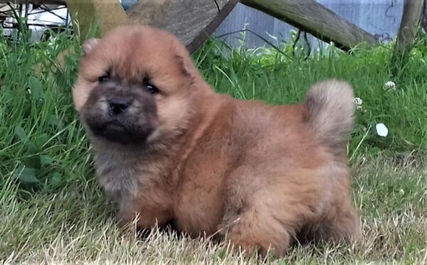 Chow Chow puppies for sale online, loyal companions, fluffy, and easy to train.