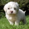 People-oriented Cavapoos, great with kids, social, and ideal for first-time dog owners.