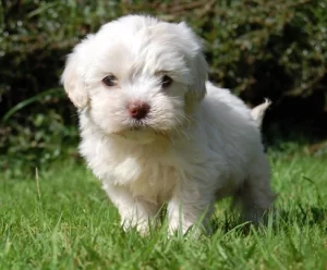 People-oriented Cavapoos, great with kids, social, and ideal for first-time dog owners.