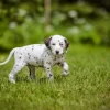 Affectionate and loyal Dachshunds, playful and intelligent, perfect for families.