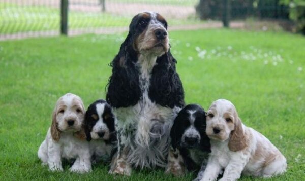 Lively and playful Cocker Spaniel puppy, ideal family pet and great with children and other animals.