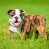 English Bulldog puppies for sale online, loyal and gentle companions.