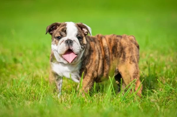 English Bulldog puppies for sale online, loyal and gentle companions.