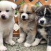 Quiet and obedient Akitas, affectionate with family, protective, and independent-minded.