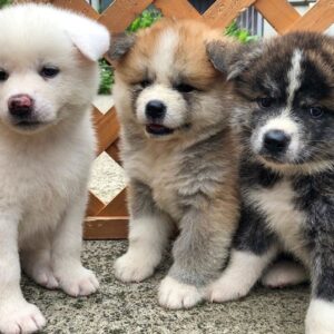 Quiet and obedient Akitas, affectionate with family, protective, and independent-minded.