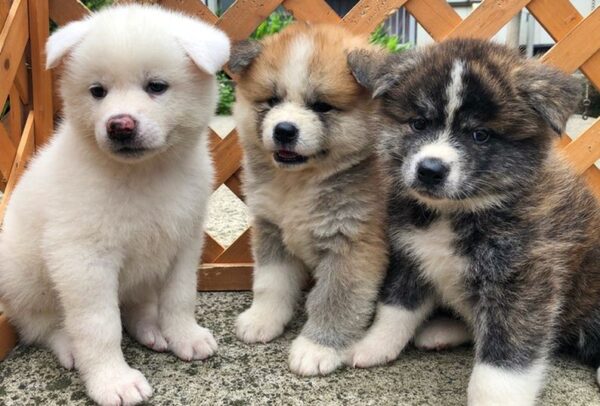 Quiet and obedient Akitas, affectionate with family, protective, and independent-minded.