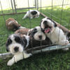 Puppies for sale