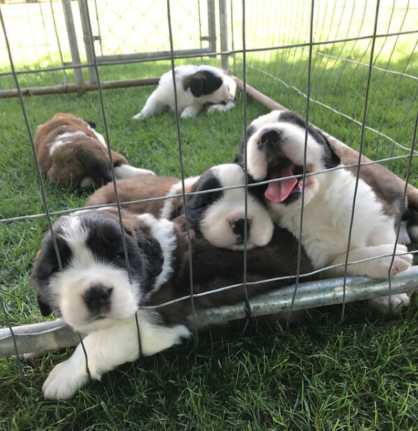 Puppies for sale