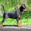 Loyal, intelligent Miniature Pinscher puppies for sale, energetic and low-maintenance.