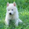 Siberian Husky puppies for sale, friendly and playful companions for families.