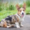 Welsh Corgis, loyal and loving pets, easy to train, low-maintenance, and great watchdogs.