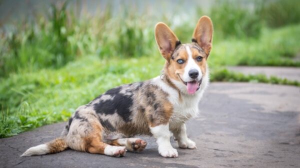 Welsh Corgis, loyal and loving pets, easy to train, low-maintenance, and great watchdogs.