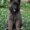 Purebred Belgian Shepherd puppies available for online adoption.
