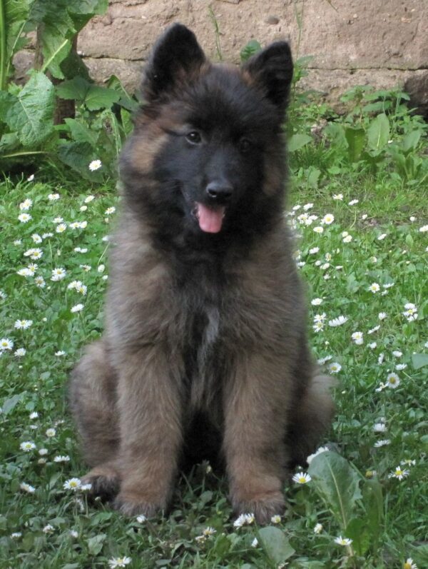 Purebred Belgian Shepherd puppies available for online adoption.
