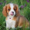 Affectionate and adaptable Cavaliers, great with children, easy to train, and social with other pets.