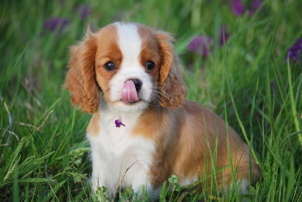Affectionate and adaptable Cavaliers, great with children, easy to train, and social with other pets.