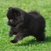 Playful, loyal Pomeranian puppy for adoption, family-friendly and apartment-adaptable.