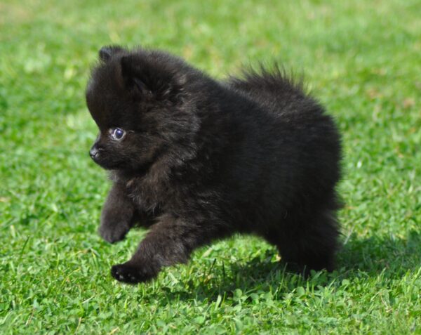 Playful, loyal Pomeranian puppy for adoption, family-friendly and apartment-adaptable.