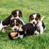 Healthy Beagle puppies for sale, loving and social, perfect for families.