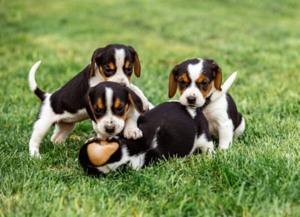 Healthy Beagle puppies for sale, loving and social, perfect for families.