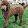 Smart, loyal Standard Poodle puppies for sale, excellent family pets.